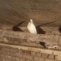 جوجه کبوترپرشی