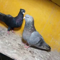 صرب|پرنده|خورموج, |دیوار