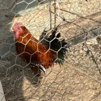 خروس گلین|حیوانات مزرعه|کرج, عظیمیه|دیوار