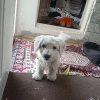 سگ خونگی ارام