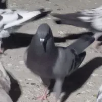کبوتر فروشی