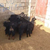 بزغاله بره میش|حیوانات مزرعه|نجف‌آباد, حومه نجف آباد|دیوار