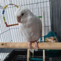 عروس هلندی ماده