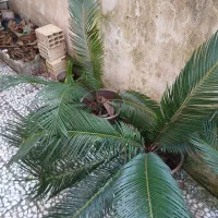 سیکاس|گل و گیاه طبیعی|رشت, منظریه|دیوار