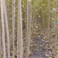 ارئه نهال صنوبر