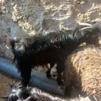 سه راس کهره نر|حیوانات مزرعه|دهدشت, |دیوار