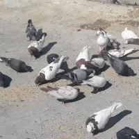 کبوترسینه ای تک پر ریش|پرنده|فاضل آباد, |دیوار