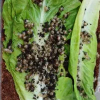 حلزون آلبینو|خزنده|بندرعباس, |دیوار