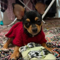 سگ شیهوواوا|سگ|نوشهر, |دیوار