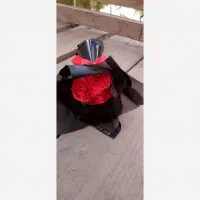 حراج رز برای یلدا|حراج|نسیم‌شهر, |دیوار