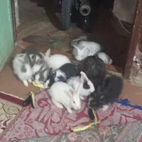 خرگوش