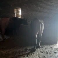 گاومیش ماده جریک