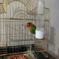 طوطی برزیلی نر بسیار بازیگوش