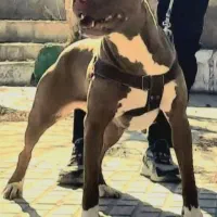 توله دوگو پیتبول