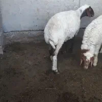 گوسفند و بره