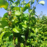 پیوند|خدمات باغبانی و درختکاری|کرمان, |دیوار