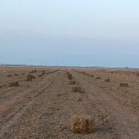 علف و پرس بادام زمینی