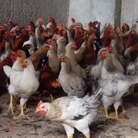 خروس 4 ماهه