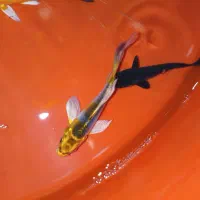 ماهی کوی به قیمت خرید