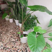گل بابا ادم|گل و گیاه طبیعی|رشت, پل تالشان|دیوار