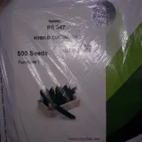 بذر خیار گلخانه ای|گل و گیاه طبیعی|کهنوج, |دیوار