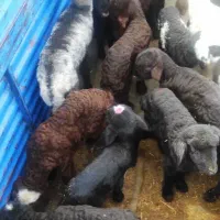 بره شیری و بزغاله شیری|حیوانات مزرعه|قم, محمد آباد|دیوار