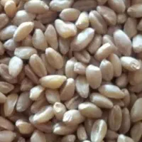 بذرپیشگام