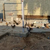 چند عدد مرغ و خروس به فروش می رود