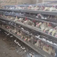 فروشنده و خریدار مرغ تخمگذار دون دان مرغی مرغ زنده
