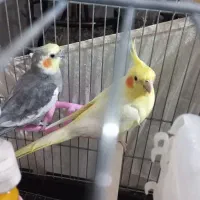 فروش عروس هلندی|پرنده|پاکدشت, پارچین|دیوار