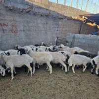 میش داشتی