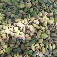 بادام درختی درجه یک