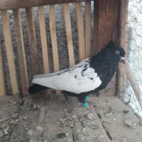 سینه مشکی