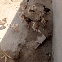 مرغ|حیوانات مزرعه|کرباسک, |دیوار