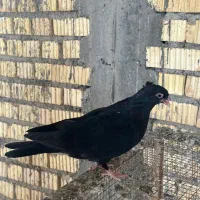 جوجه زاغ آبادانی