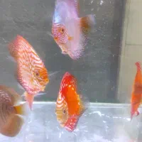 دیسکس ۶ اینچ