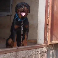 روتوایلر روت وایلر روتفایلر رتفایلر رتوایلر رودوای