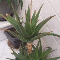 گل و گیاه طبیعی