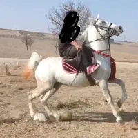 اسب نریان کرد ۶دنگ