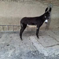 الاغ نر فروشی