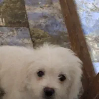 سفید تریر 3 ماهه