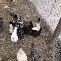 مرغ گلین و خروس