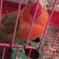 یک جفت برزیلی