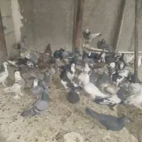 کفتر|پرنده|قم, تعویض پلاک|دیوار
