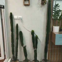 گل کاکتوس افوربیا