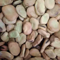 باقلا باقالی باقلی خشک امسالی