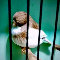 فروش قناریهای گلاستر