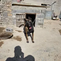 مالینویز نر اماده جفت گیری|سگ|پردیس, سیاه سنگ|دیوار