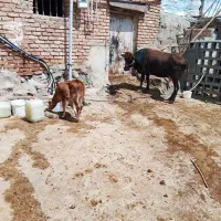 گاو گوساله ماده کردی