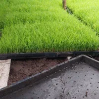 نشا هاشمی درجه ۱
